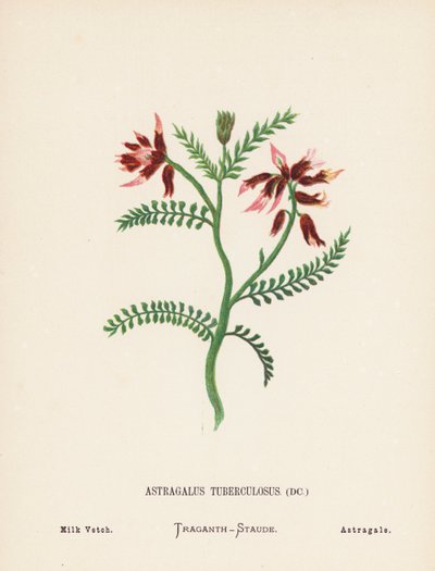Vilda blommor i det heliga landet: Astragalus Tuberculosus; mjölkvicker (kolorerad gravyr) av Hannah Zeller