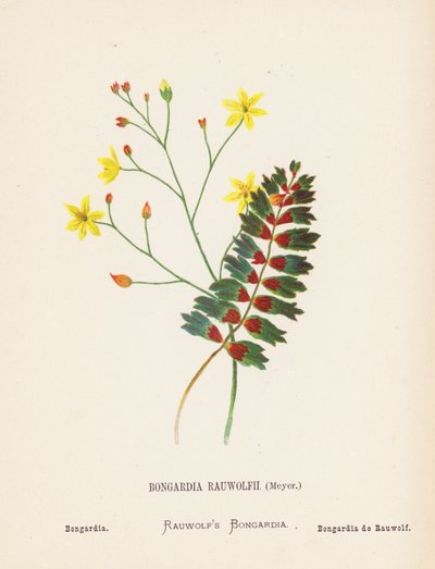 Vilda blommor i det heliga landet: Bongardia Rauwolfii, Meyer; Bongardia (kolorerad gravyr) av Hannah Zeller