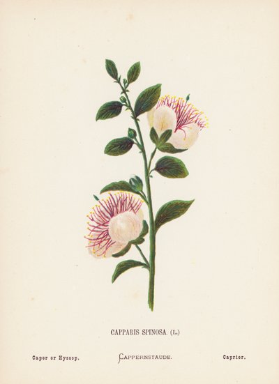 Vilda blommor i det heliga landet: Capparis Spinosa; Kapris eller Hyssop (färggravyr) av Hannah Zeller