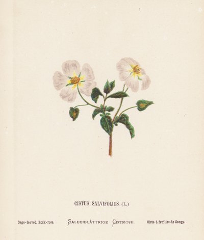 Vilda blommor i det heliga landet: Cistus Salvifolius; salviabladig rosenrot (gravyr i färg) av Hannah Zeller