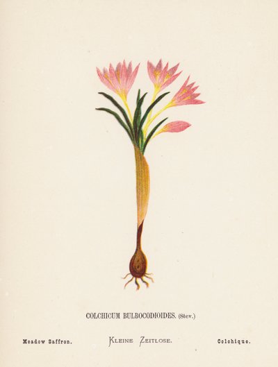 Vilda blommor i det heliga landet: Colchicum Bulbocodioides, Stev; Ängssaffran (gravyr i färg) av Hannah Zeller