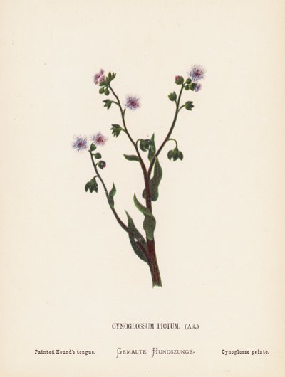 Vilda blommor i det Heliga landet: Cynoglossum Pictum, Ait; målad hundtunga (kolorerad gravyr) av Hannah Zeller