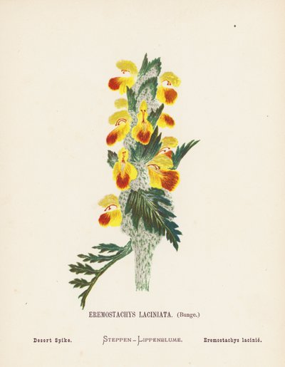 Vilda blommor i det heliga landet: Eremostachys Laciniata, Bunge; Ökenpigg (gravyr i färg) av Hannah Zeller