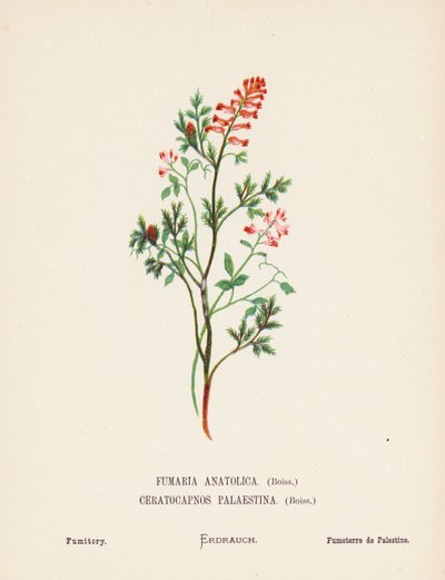 Vilda blommor i det heliga landet: Fumaria Anatolica, Boiss, Ceratocapnos Palaestina, Boiss; Fumitory (kolorerad gravyr) av Hannah Zeller