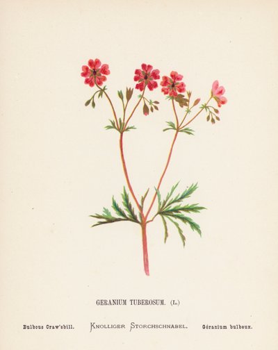 Vilda blommor i det heliga landet: Geranium Tuberosum; Bulbous Craw