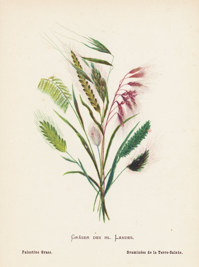 Vilda blommor i det heliga landet: Graser des hl Landes; Palestine Grass (gravyr i färg) av Hannah Zeller