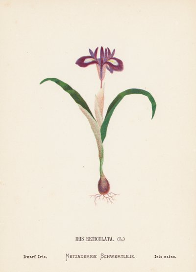 Vilda blommor i det heliga landet: Iris Reticulata; Dvärgiris (färggravyr) av Hannah Zeller