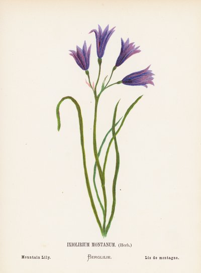 Vilda blommor i det heliga landet: Ixiolirium Montanum, ört; bergslilja (kolorerad gravyr) av Hannah Zeller