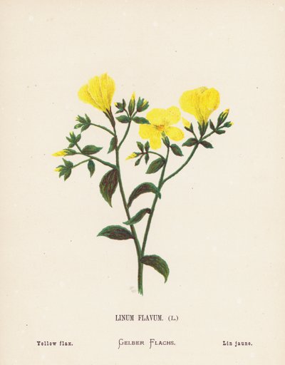 Vilda blommor i det heliga landet: Linum Flavum; Gul lin (färggravyr) av Hannah Zeller