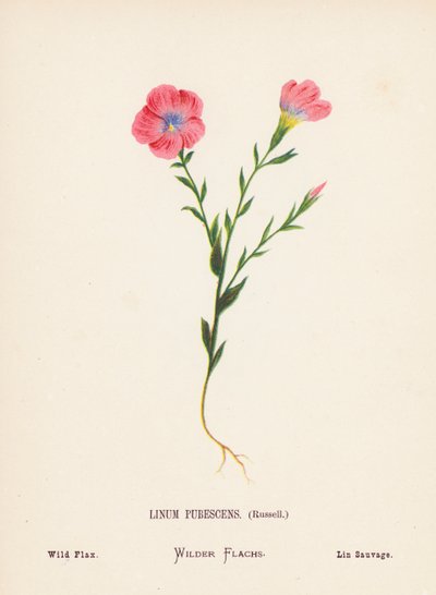 Vilda blommor i det heliga landet: Linum Pubescens, Russell; vildlin (kolorerad gravyr) av Hannah Zeller