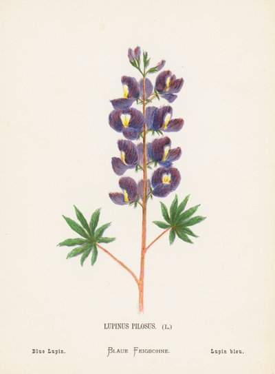 Vilda blommor i det heliga landet: Lupinus Pilosus; Blå lupin (gravyr i färg) av Hannah Zeller