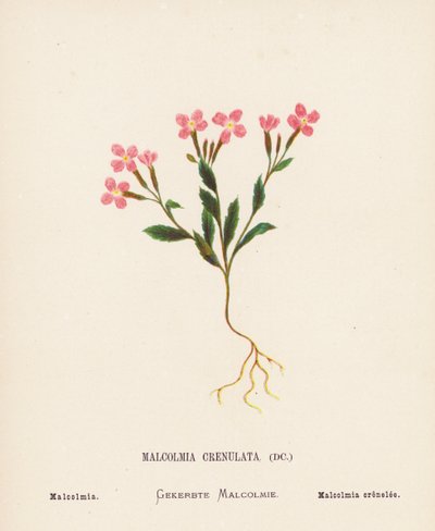 Vilda blommor i det heliga landet: Malcolmia Crenulata; Malcolmia (gravyr i färg) av Hannah Zeller