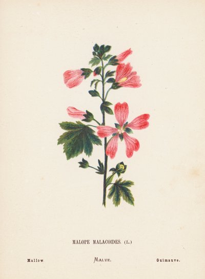 Vilda blommor i det heliga landet: Malope Malacoides; Malva (gravyr i färg) av Hannah Zeller