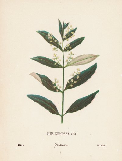 Vilda blommor i det heliga landet: Olea Europaea; Oliv (kolorerad gravyr) av Hannah Zeller