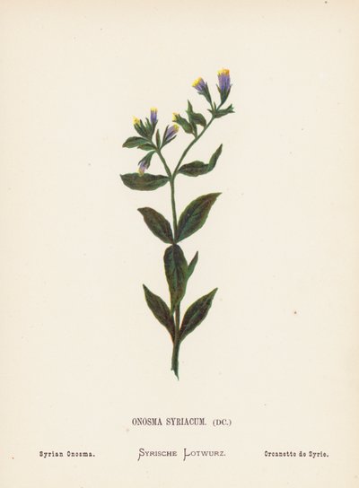 Vilda blommor i det heliga landet: Onosma Syriacum; Syrisk onosma (kolorerad gravyr) av Hannah Zeller