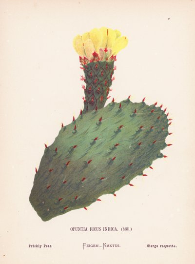 Vilda blommor i det heliga landet: Opuntia Ficus Indica, Mill; Prickly Pear (kolorerad gravyr) av Hannah Zeller