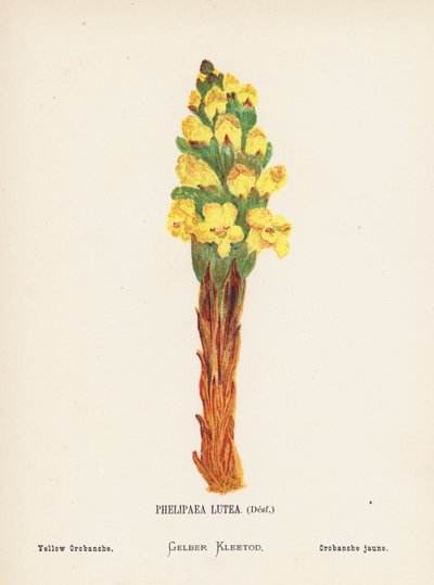 Vilda blommor i det heliga landet: Phelipaea Lutea, Desf; Yellow Orobanche (gravyr i färg) av Hannah Zeller
