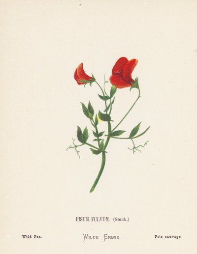 Vilda blommor i det heliga landet: Pisum Fulvum, Smith; Vild ärta (gravyr i färg) av Hannah Zeller