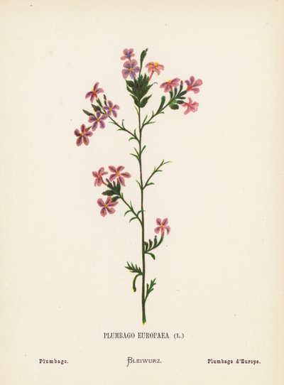 Vilda blommor i det heliga landet: Plumbago Europaea; Plumbago (kolorerad gravyr) av Hannah Zeller