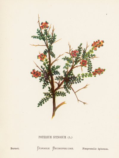 Vilda blommor i det heliga landet: Poterium Spinosum; Burnet (kolorerad gravyr) av Hannah Zeller