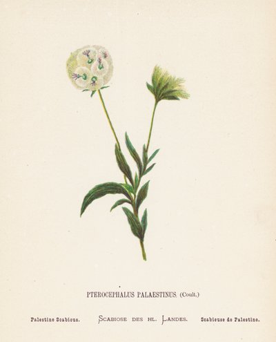 Vilda blommor i det heliga landet: Pterocephalus Palaestinus, Coult; Palestina Scabious (gravyr i färg) av Hannah Zeller