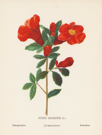 Vilda blommor i det heliga landet: Punica Granatum; Granatäpple (gravyr i färg) av Hannah Zeller