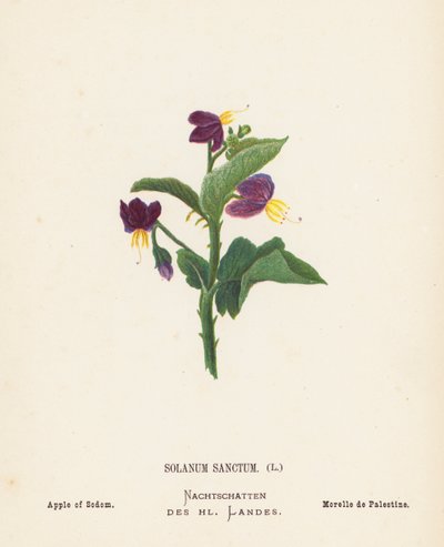 Vilda blommor i det heliga landet: Solanum Sanctum; Sodoms äpple (kolorerad gravyr) av Hannah Zeller