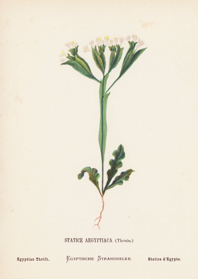 Vilda blommor i det heliga landet: Statice Aegyptiaca, Thouin; Egyptian Thrift (gravyr i färg) av Hannah Zeller
