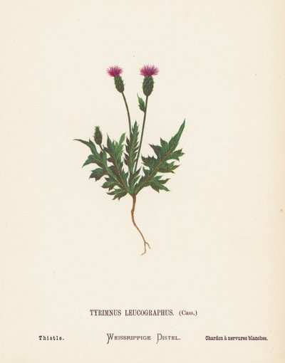 Vilda blommor i det heliga landet: Tyrimnus Leucographus, Cass; Tistel (kolorerad gravyr) av Hannah Zeller