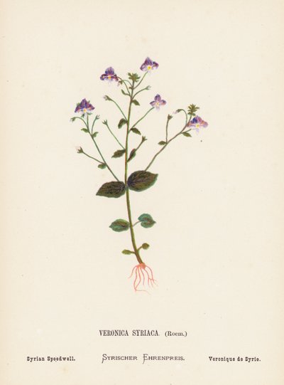 Vilda blommor i det heliga landet: Veronica Syriaca, Roem; Syrian Speedwell (kolorerad gravyr) av Hannah Zeller