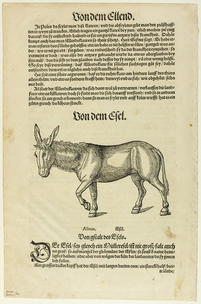 Illustration från "Thierbuch", plansch 42 från Träsnitt ur böcker från 1500-talet av Hans Asper