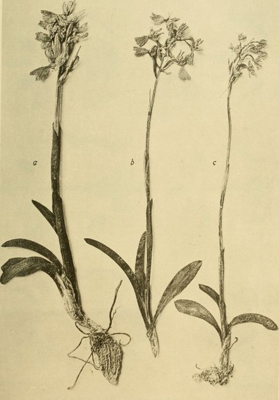 Annaler från K.K. Naturhistoriska hovmuseet (1914) (18201357971) av Hans Fleischmann