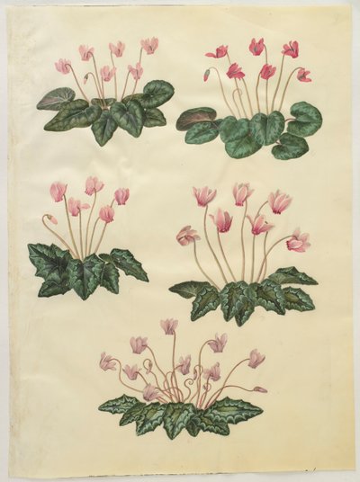 Cyclamen purprascens från albumet Gottorfer Codex, c.1650 (gouache på pergament) av Hans Simon Holtzbecher