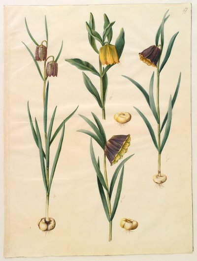 Fritillaria meleagris från albumet Gottorf Codex, c.1650 (gouache på pergament) av Hans Simon Holtzbecher