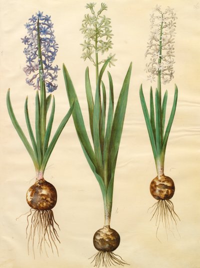 Hyacinthoides orientalis från albumet Gottorfer Codex, c.1650 (gouache på pergament) av Hans Simon Holtzbecher