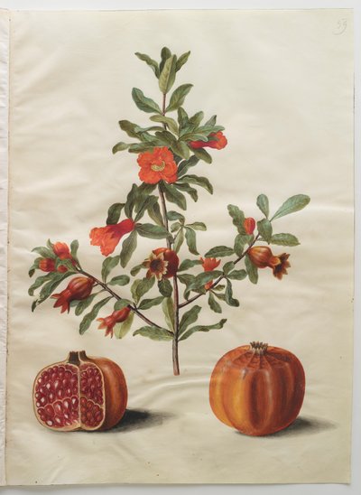 Punica granatum från albumet Gottorfer Codex, c.1650 (gouache på pergament) av Hans Simon Holtzbecher