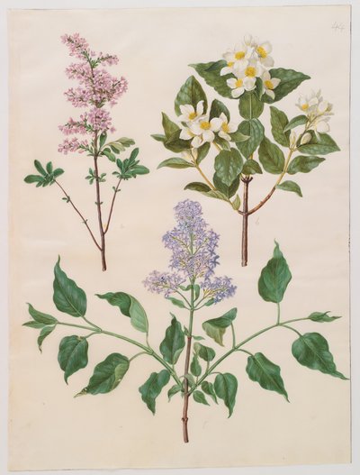 Syringa persica, philadelphus coronarius och syringa vulgaris från albumet Gottorfer Codex, c.1650 (gouache på pergament) av Hans Simon Holtzbecher