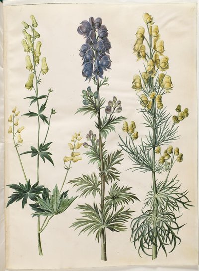 Aconite lycoctonum (nordisk stormhatt); Aconite napellus (Ægte stormhatt); Aconite anthora (finbladet stormhatt) av Hans Simon Holtzbecker