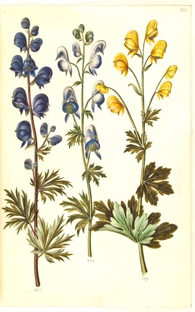 Aconite napellus (?) (Ægte stormhatt); Akonit brokig, evt. Aconitum ×cammarum (?) (broget stormhatt, evt. ha-stormhatt); Aconite anthora (finbladet stormhatt) av Hans Simon Holtzbecker