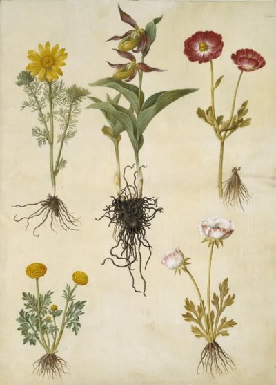 Vernal Adonis (vår-adonis); Cypripedium calceolus (stor fruesko); Asiatisk ranunkel (har-ranunkel); Smörblomma (art af ranunkel) av Hans Simon Holtzbecker