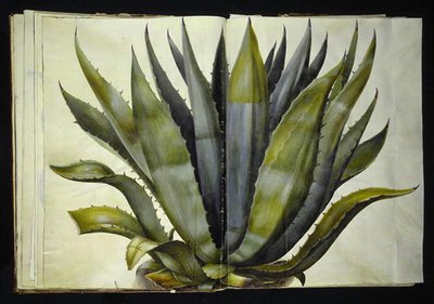 Agave americana (vanlig agave) av Hans Simon Holtzbecker