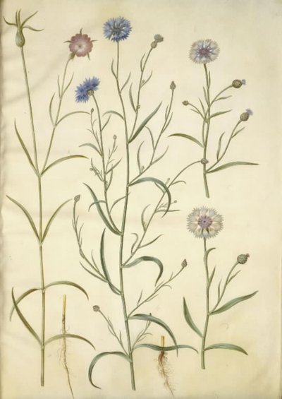 Agrostemma githago (vanlig bergart); Centaurea cyanus (blåklint) av Hans Simon Holtzbecker
