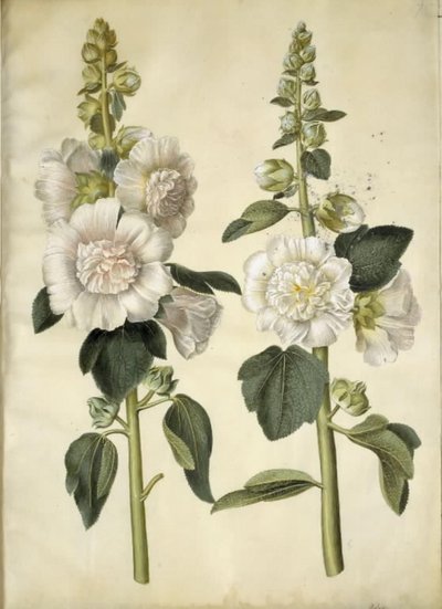 Alcea rosea (har-stokrose) av Hans Simon Holtzbecker