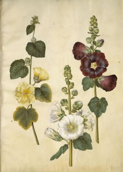 Alcea rosea (har-stokrose) av Hans Simon Holtzbecker