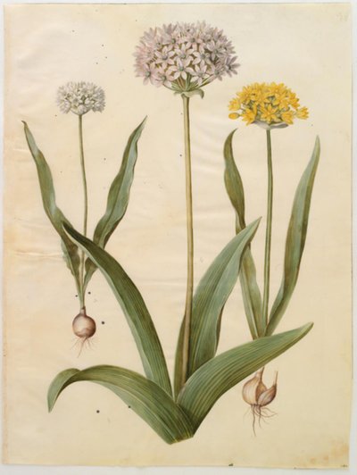 Allium moly (guldlök); Allium nigrum (svartlök) av Hans Simon Holtzbecker