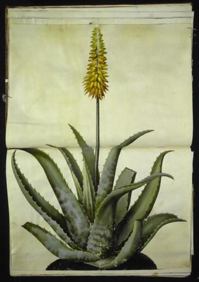 Aloe vera (medicinsk aloe) av Hans Simon Holtzbecker
