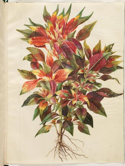 Amaranthus tricolor (papegojamarant) av Hans Simon Holtzbecker