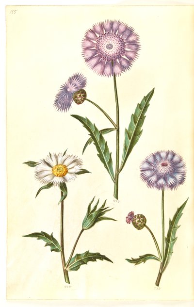 Amberboa moschata (doft sultan) av Hans Simon Holtzbecker