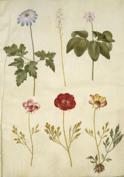 Anemone apennina (Apennines anemone); Tiarella cordifolia (vanlig skumblomma); Anemon trifolia (triplettsippa); Ranunculus asiaticus (trädgårdssmörblomma) av Hans Simon Holtzbecker