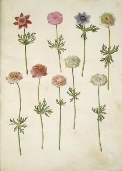 Anemone coronaria (fransk anemone) av Hans Simon Holtzbecker